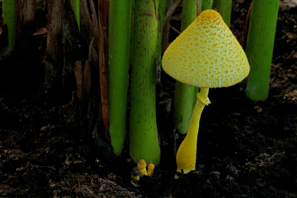 Leucocoprinus birnbaumii (door Fons Kolkman)